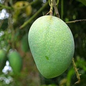 গোপালভোগ